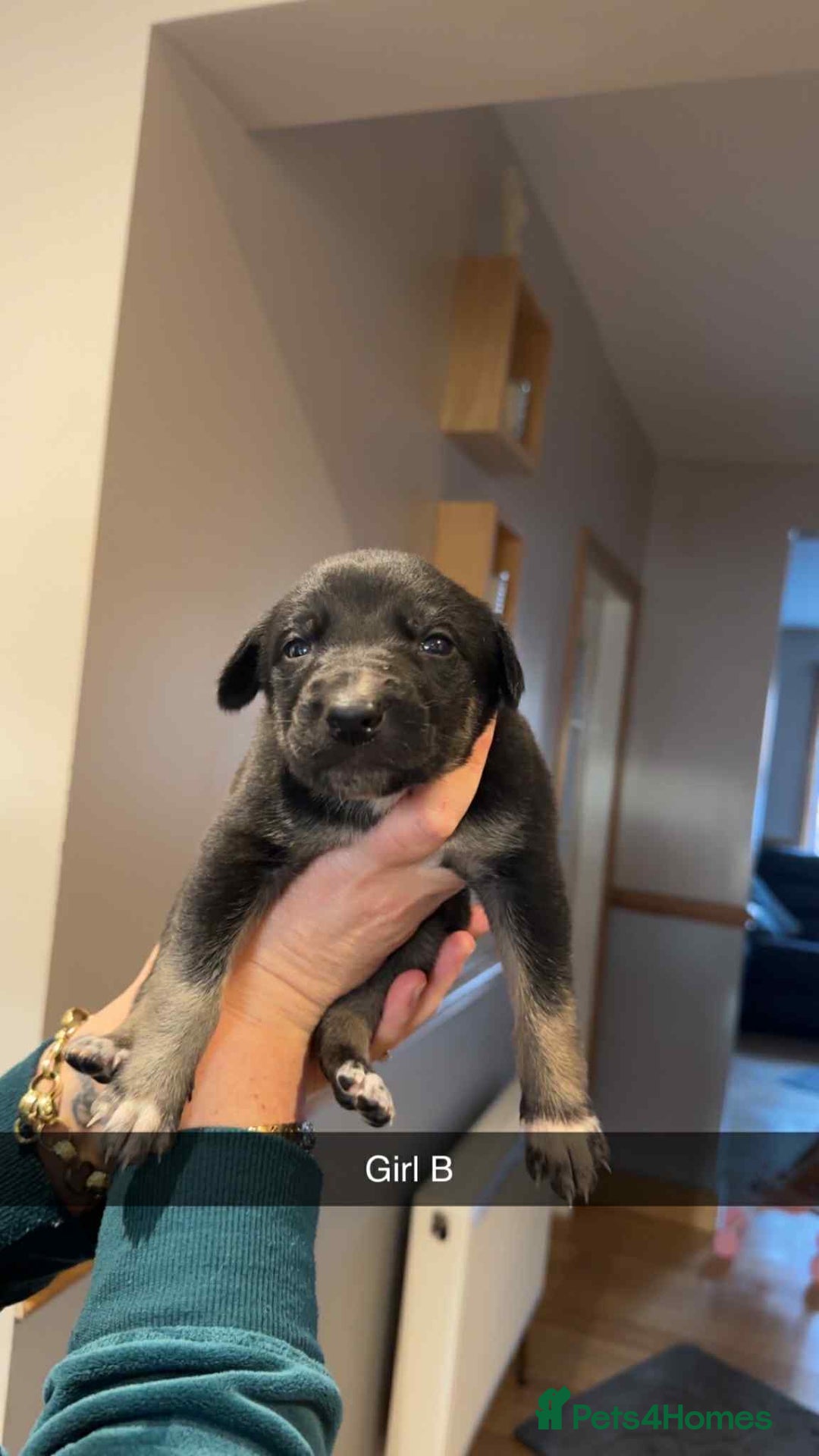 Mixed Breed dogs for sale: Saluki bull greyhound × Belgium malinois  - Advert 3