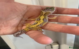 Leopard Gecko reptiles for sale: Leopard gecko babies  - Image 2