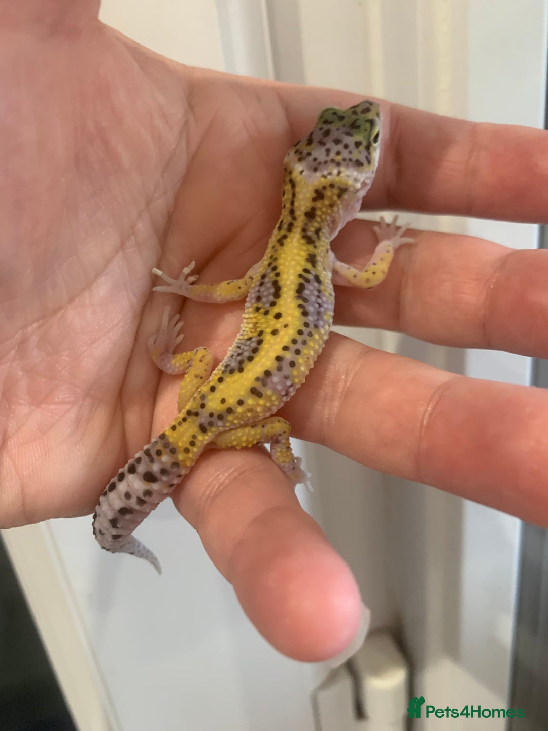 Leopard Gecko reptiles for sale: Leopard gecko babies  - Image 2