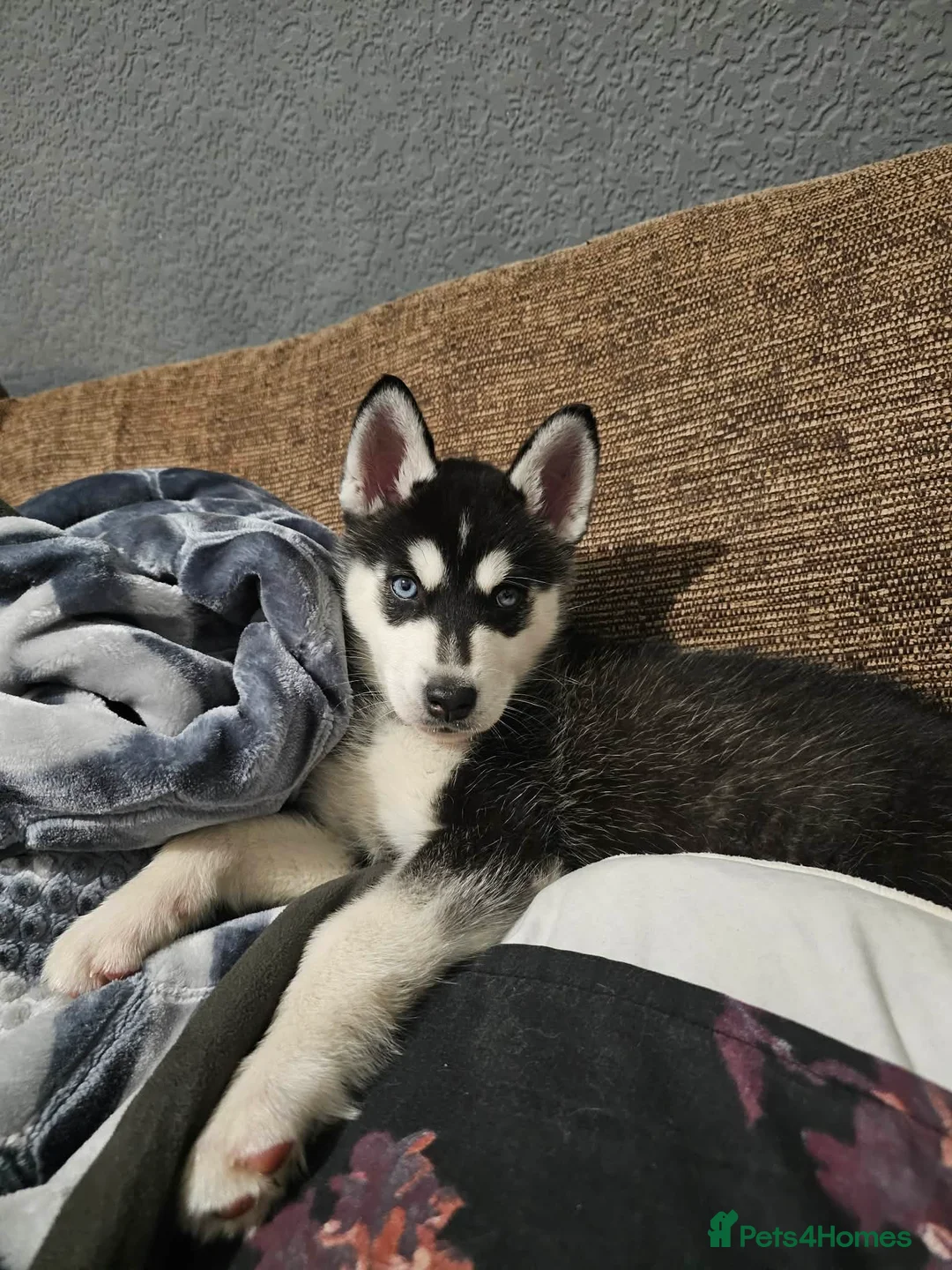 Siberian Husky dogs for sale: Stunning Husky puppies  - Advert 6