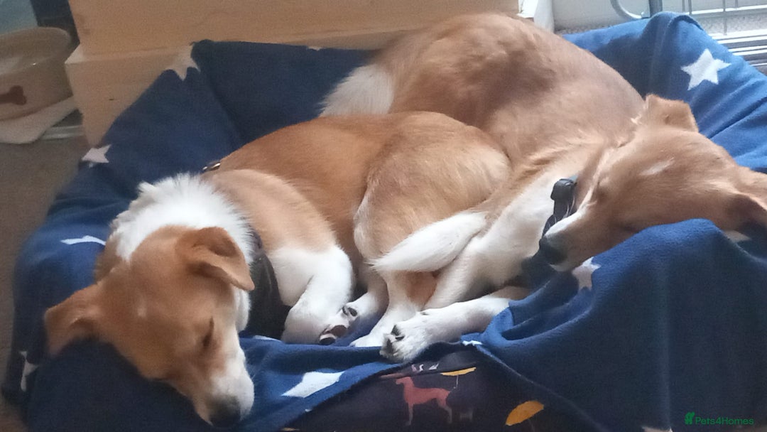 Mixed Breed dogs for adoption: ❤️MEYA&KALLIE❤️-2 SMALL SISTERS SEEK A KIND HOME - Advert 20