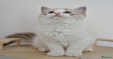 Ragdoll cats - Advert 11