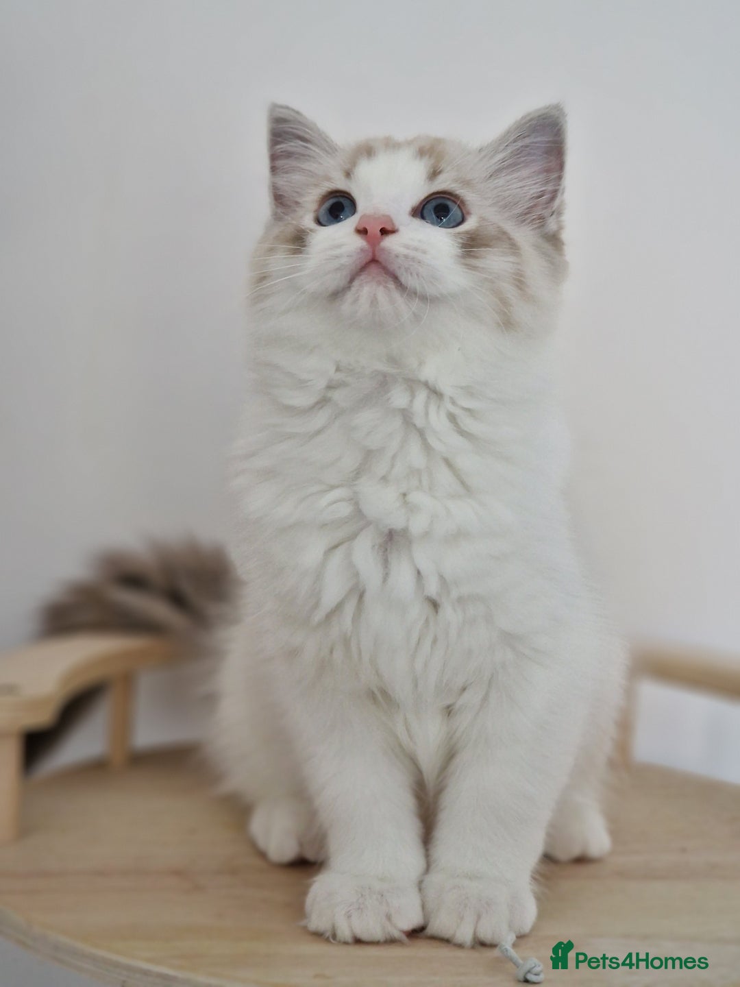 Ragdoll cats for sale: TICA seal lynx bicolour ragdoll kitten  - Image 7