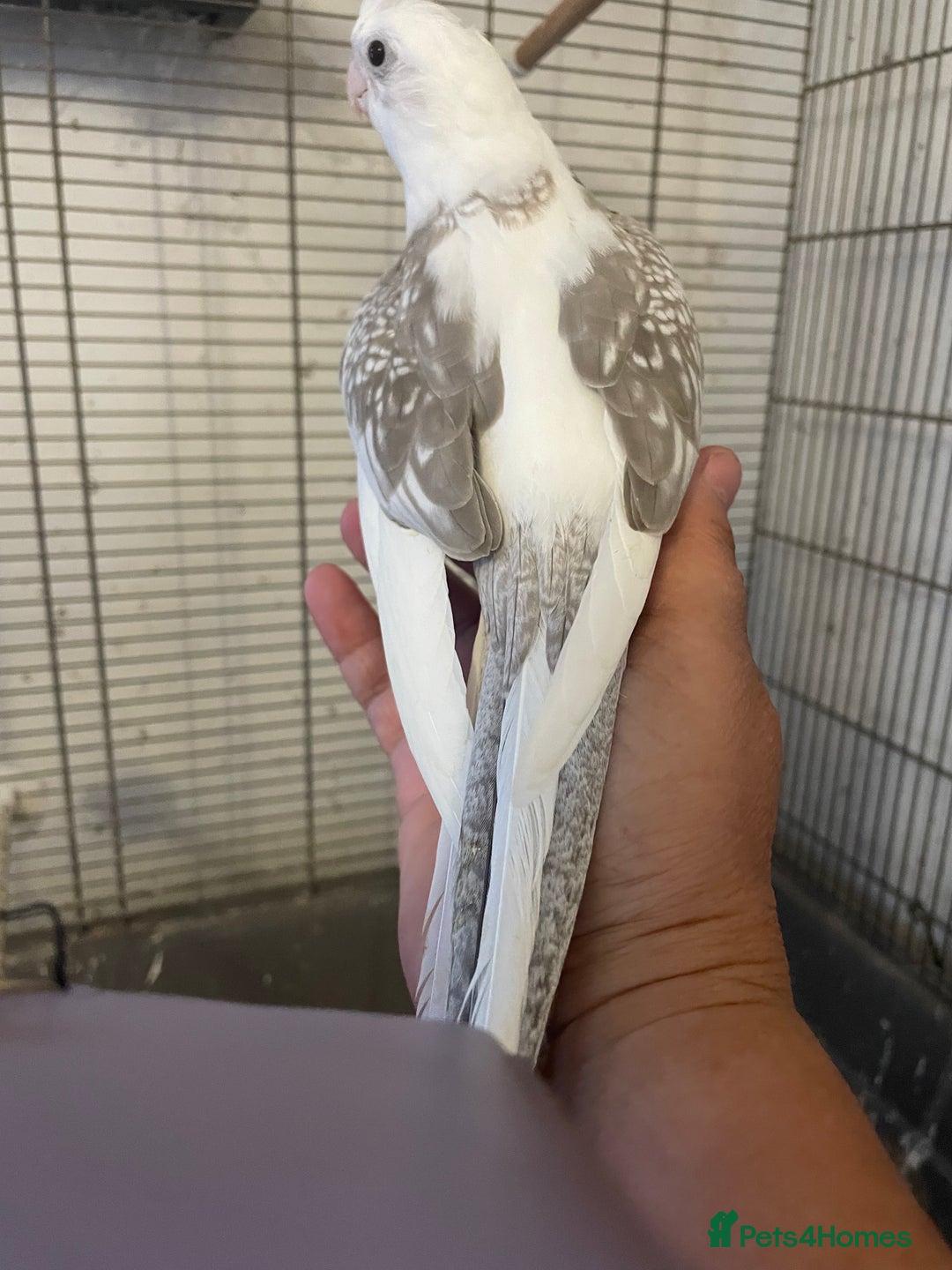Cockatiels birds for sale: Shippos Cockatiels’s Doncaster  - Image 1