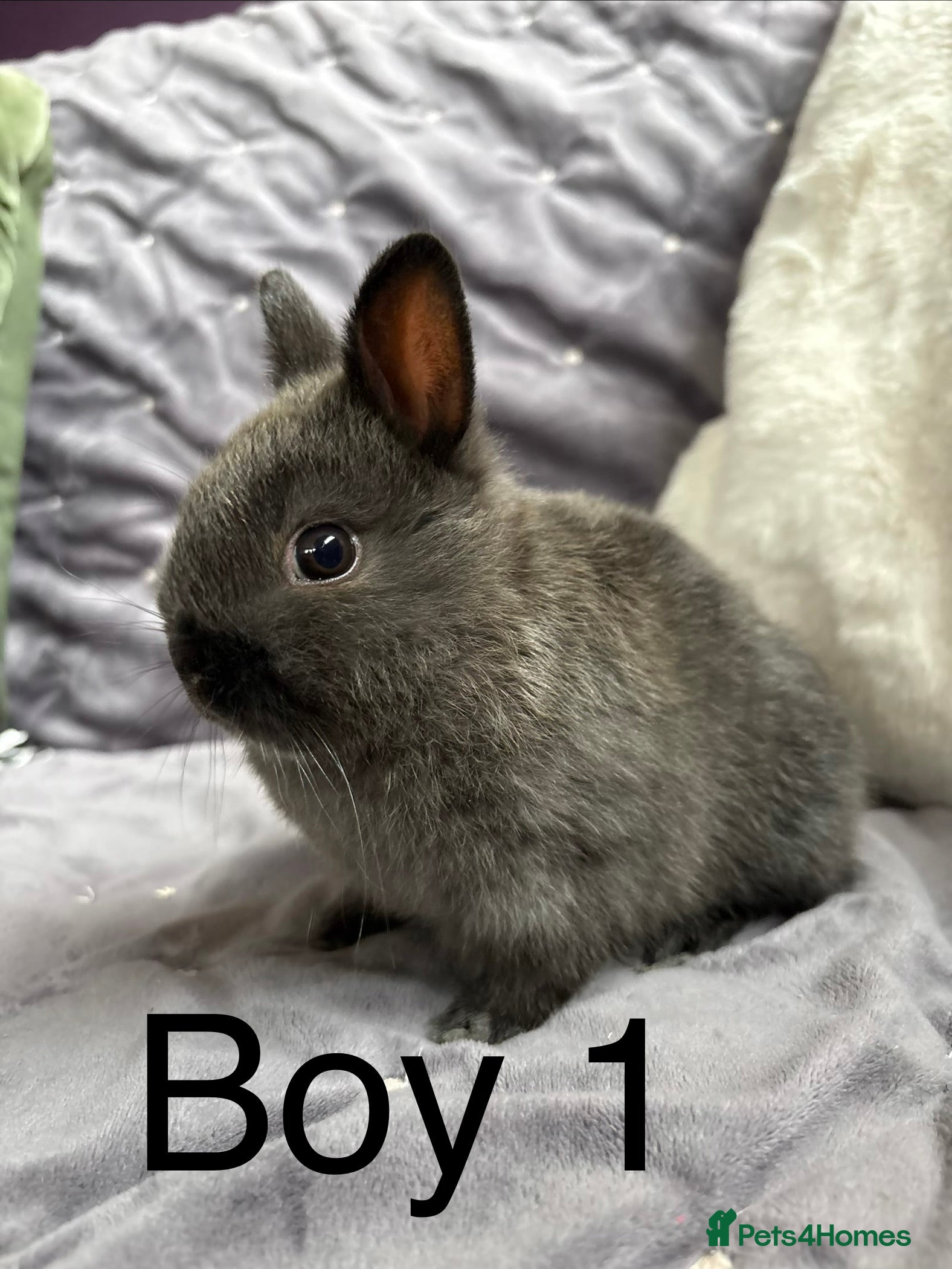 Netherland Dwarf rabbits Pure bred Netherland Dwarfs (vaccinated) - Advert 1