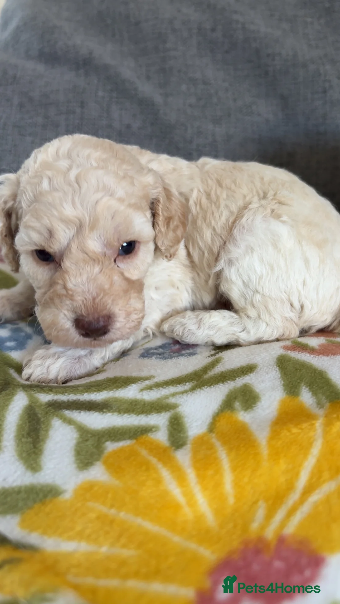 Cockapoo dogs for sale: Beautiful F1B cockapoo puppies  - Advert 2