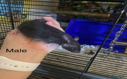 Rat rodents for sale: Baby Rats Male & Female - Image 8