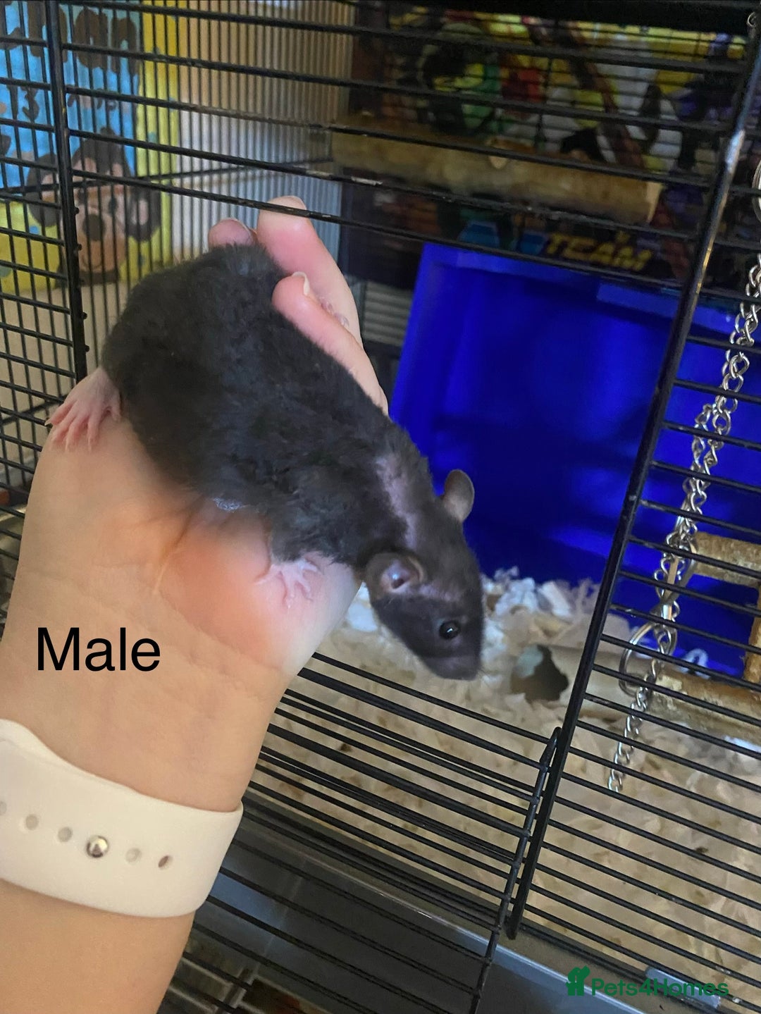 Rat rodents for sale: Baby Rats Male & Female - Image 8
