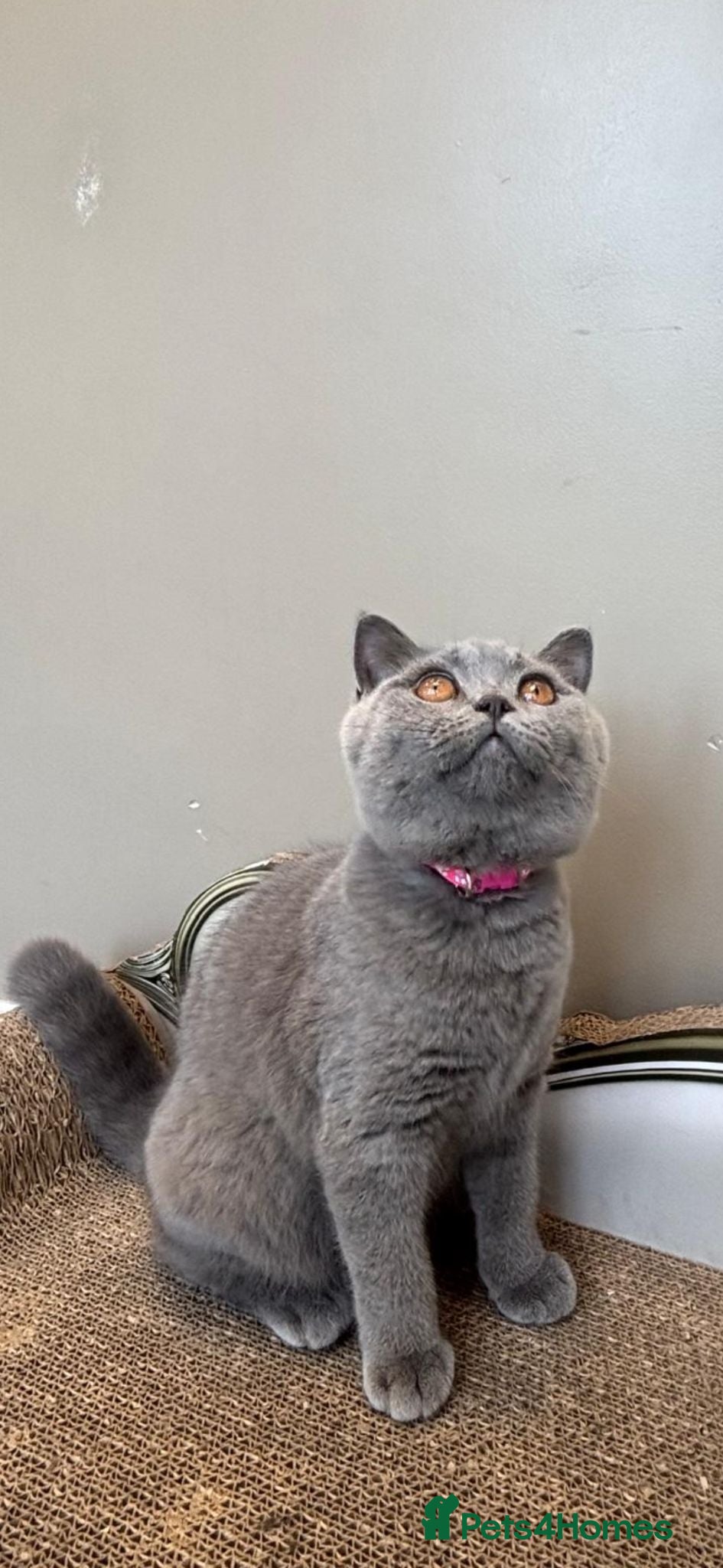 British Shorthair cats 1 LAST  GORGEOUS British Short Hair Female kitten  - Advert 2
