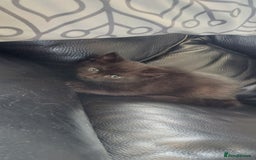 Mixed Breed cats for sale: Male kittens for sale  - Image 14