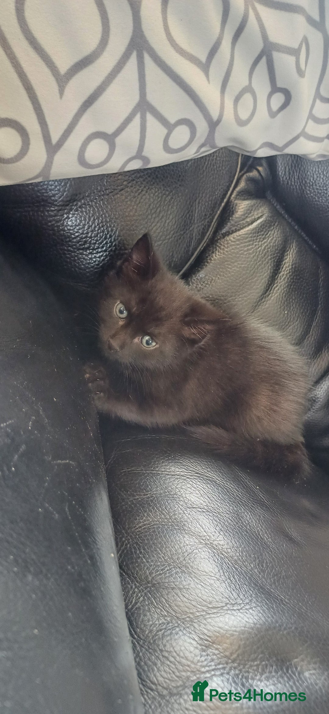 Mixed Breed cats for sale: Male kittens for sale  - Image 14
