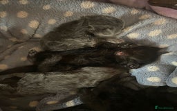 British Shorthair cats for sale: 1 Gorgeous Black kitten Remaining - Image 18