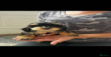 Cockapoo dogs - Advert 14