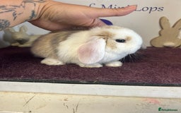 Mini Lop rabbits for sale: Beautiful litter of mixed mini lops  - Image 14