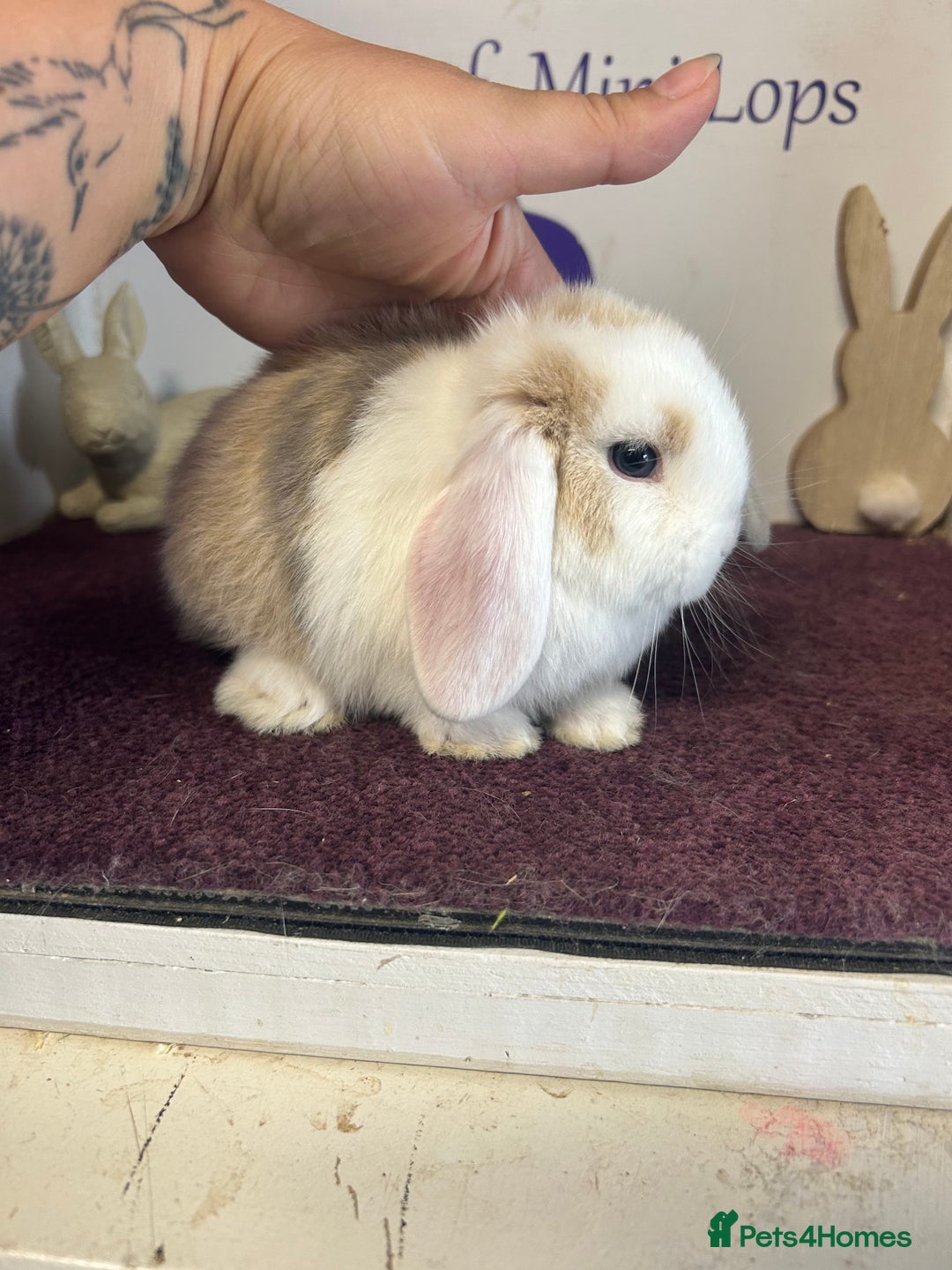 Mini Lop rabbits for sale: Beautiful litter of mixed mini lops  - Image 14