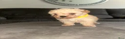 Toy Poodle dogs for sale: Beautiful KC registered Toy Poodle Puppies 💛 - Advert 14