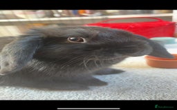 Mini Lop rabbits for sale: Mini lop boy - Image 1