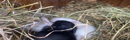 Mini Lop rabbits for sale: Mini lops Est since 2014  🩷 - Advert 5