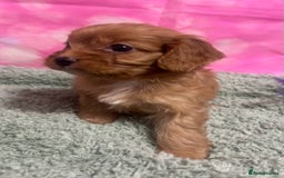 Cavapoo dogs for sale: F1 cavapoo puppies 🐶 🩵💜 - Image 4