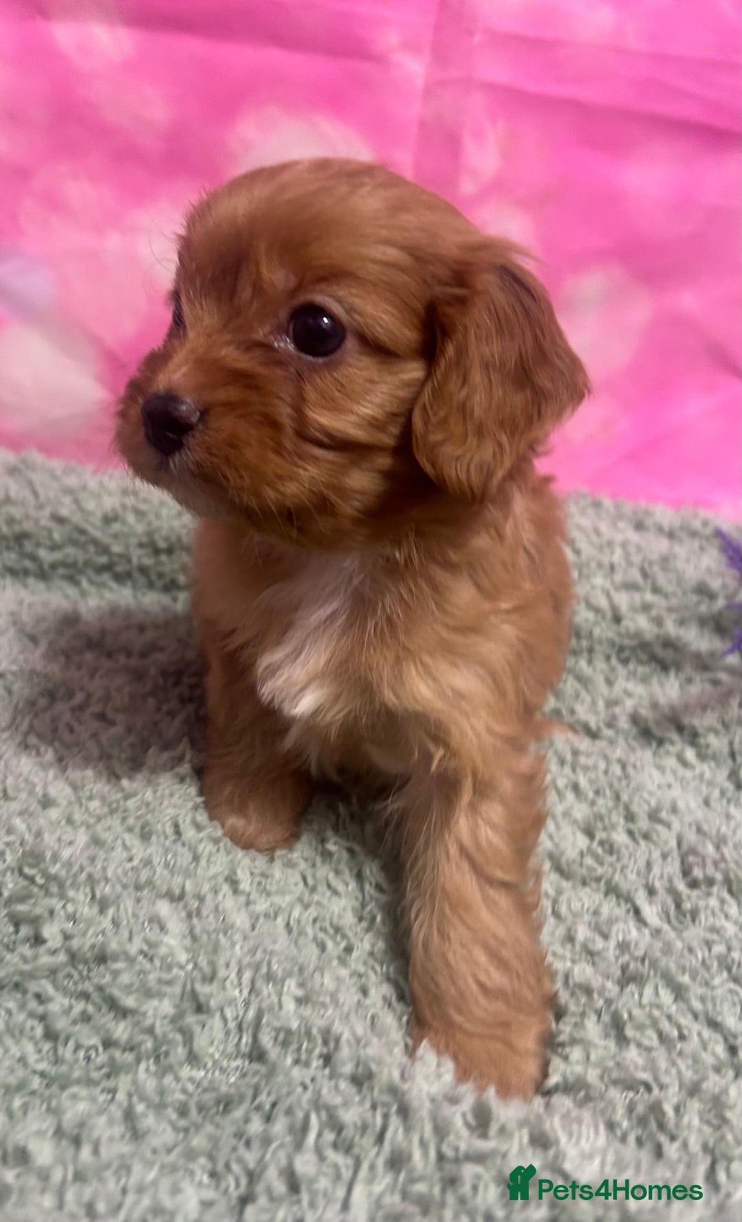 Cavapoo dogs for sale: F1 cavapoo puppies 🐶 🩵💜 - Image 4