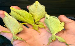 Stick Insects invertebrates for sale: Leaf and stick insects for sale - Advert 5