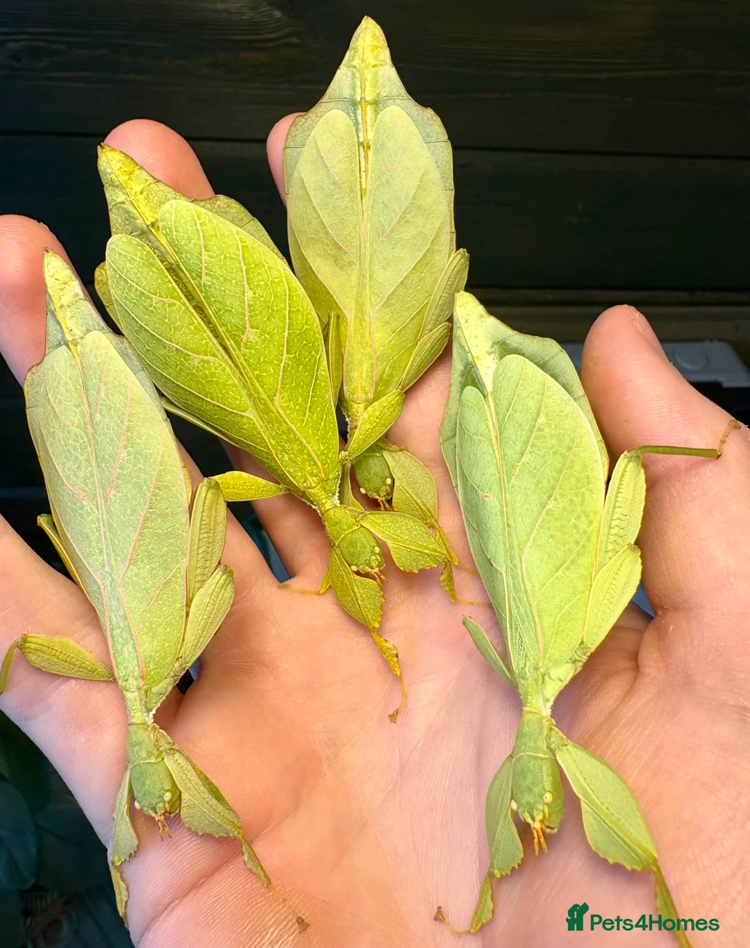 Stick Insects invertebrates for sale: Leaf and stick insects for sale - Advert 5