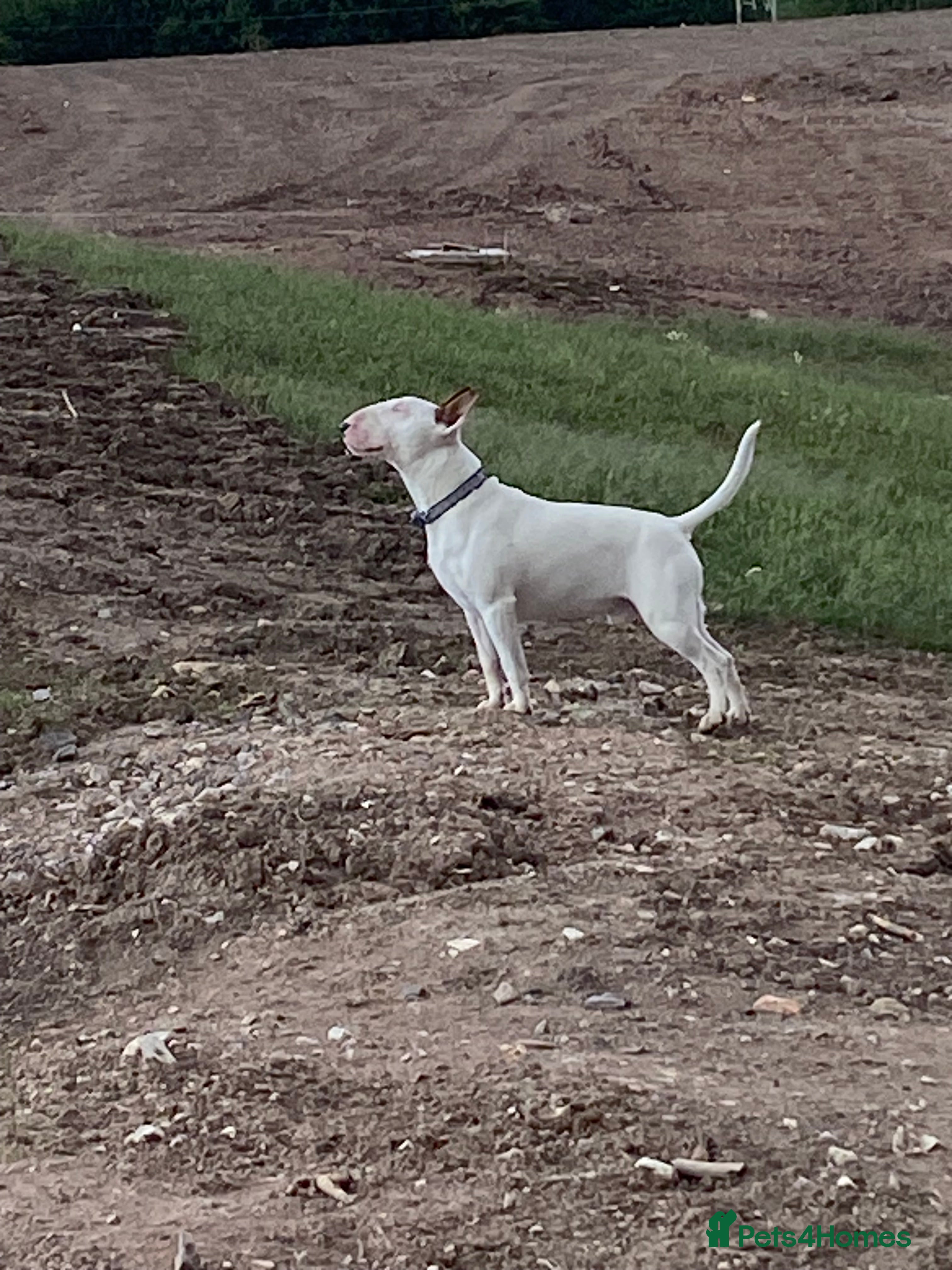 English Bull Terrier dogs English bull terrier for stud  - Advert 1