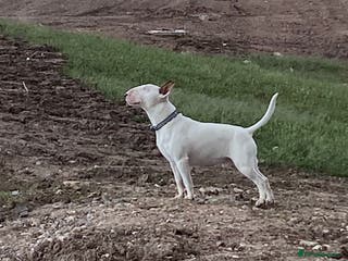 English Bull Terrier dogs English bull terrier for stud - Advert 1