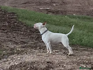 English Bull Terrier dogs English bull terrier for stud - Advert 2