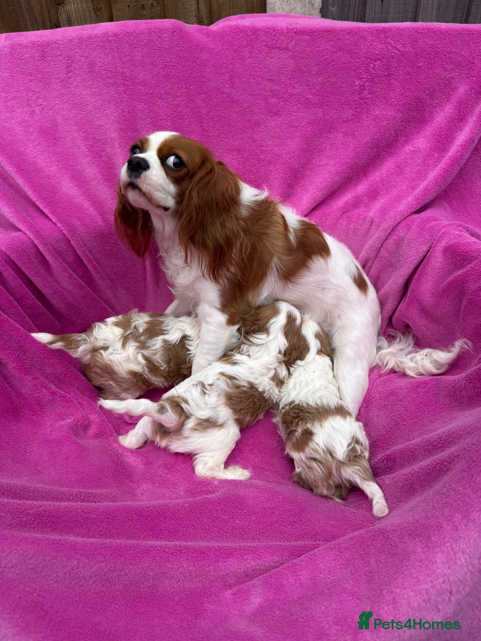 Cavalier King Charles Spaniel dogs Cavalier King Charles Spaniel puppies - Advert 1