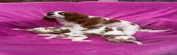 Cavalier King Charles Spaniel dogs for sale: Cavalier King Charles Spaniel puppies - Advert 1