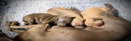 Italian Greyhound dogs for sale: KC Registered Italian Greyhound Girl Puppies - Advert 11