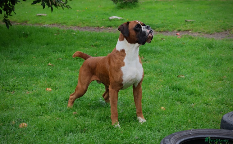 Boxer dogs in Liverpool - Advert 3