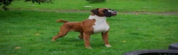 Boxer dogs for stud: 💥TOP QUALITY PROVEN FLASHY KC BOBTAIL FOR STUD💥 in Liverpool - Advert 1