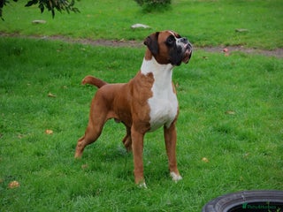Boxer dogs in Liverpool - Advert 21