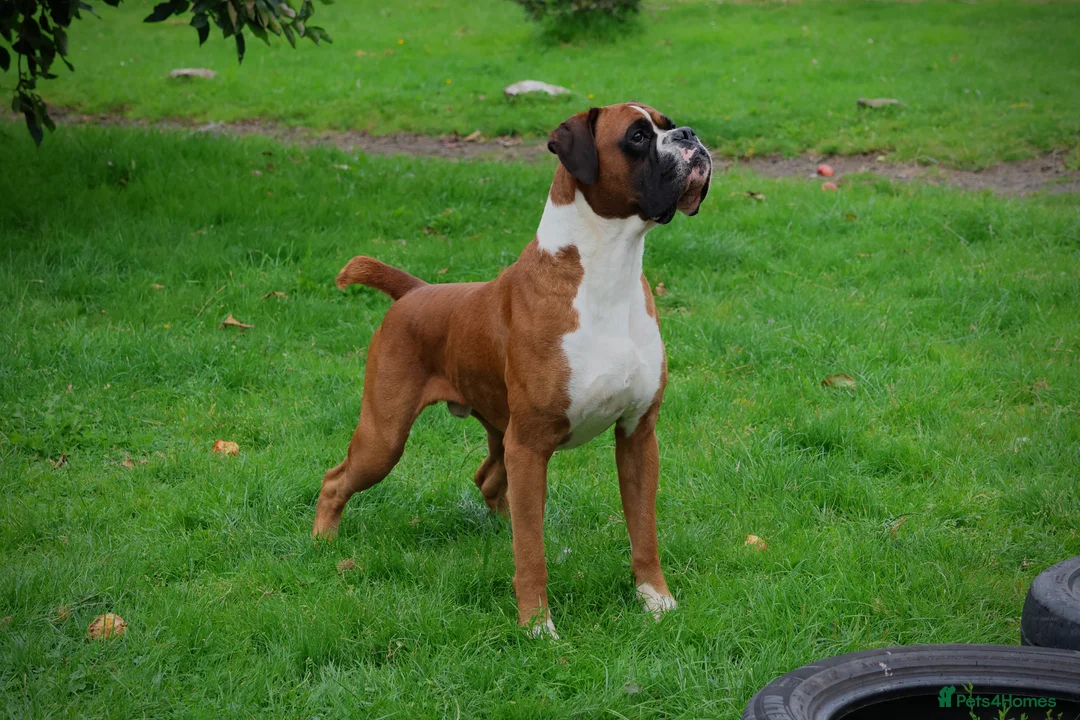 Boxer dogs for stud: 💥TOP QUALITY PROVEN FLASHY KC BOBTAIL FOR STUD💥 in Liverpool - Advert 1