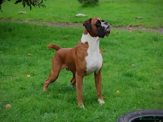 Boxer dogs 💥TOP QUALITY PROVEN FLASHY KC BOBTAIL FOR STUD💥 in Liverpool - Advert 7