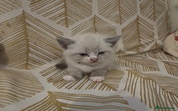 British Shorthair cats for sale: BSH mixed Russian Blue - Image 19
