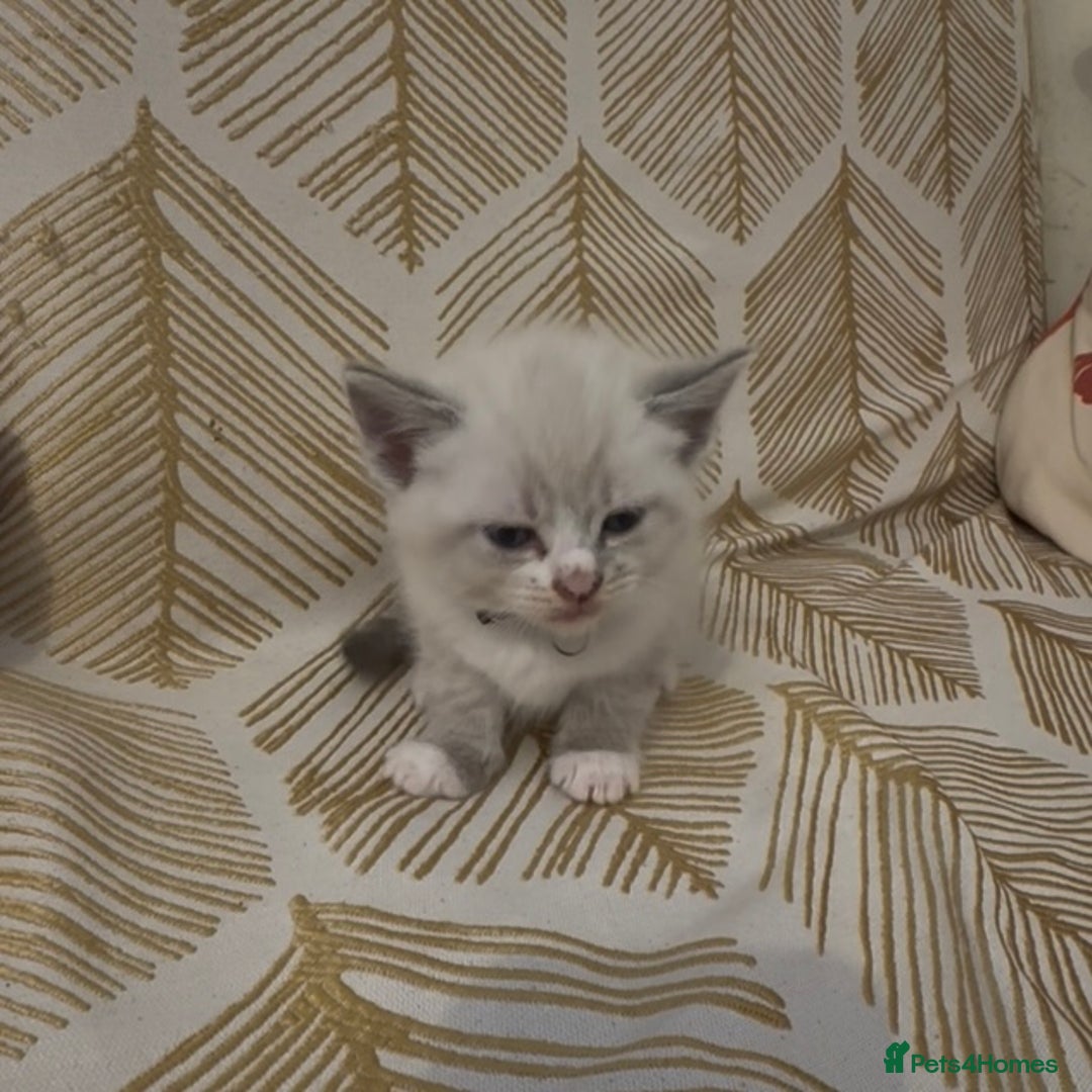 British Shorthair cats for sale: BSH mixed Russian Blue - Image 19