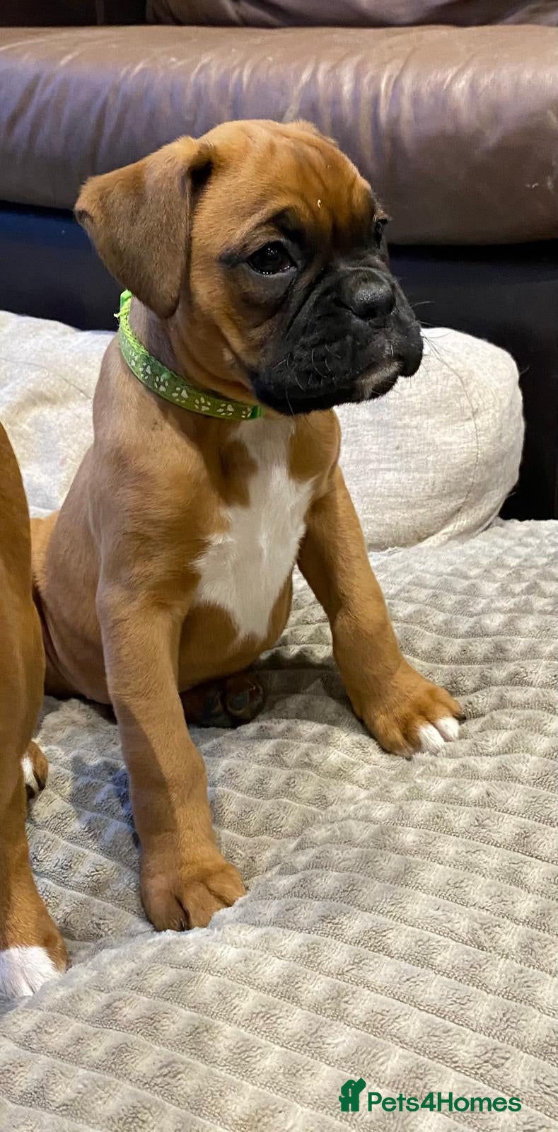 Boxer dogs Female boxer puppy kc reg 5 star licence  - Advert 1