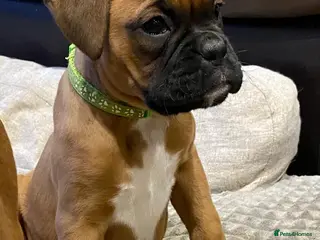 Boxer dogs Female boxer puppy kc reg 5 star licence - Advert 1