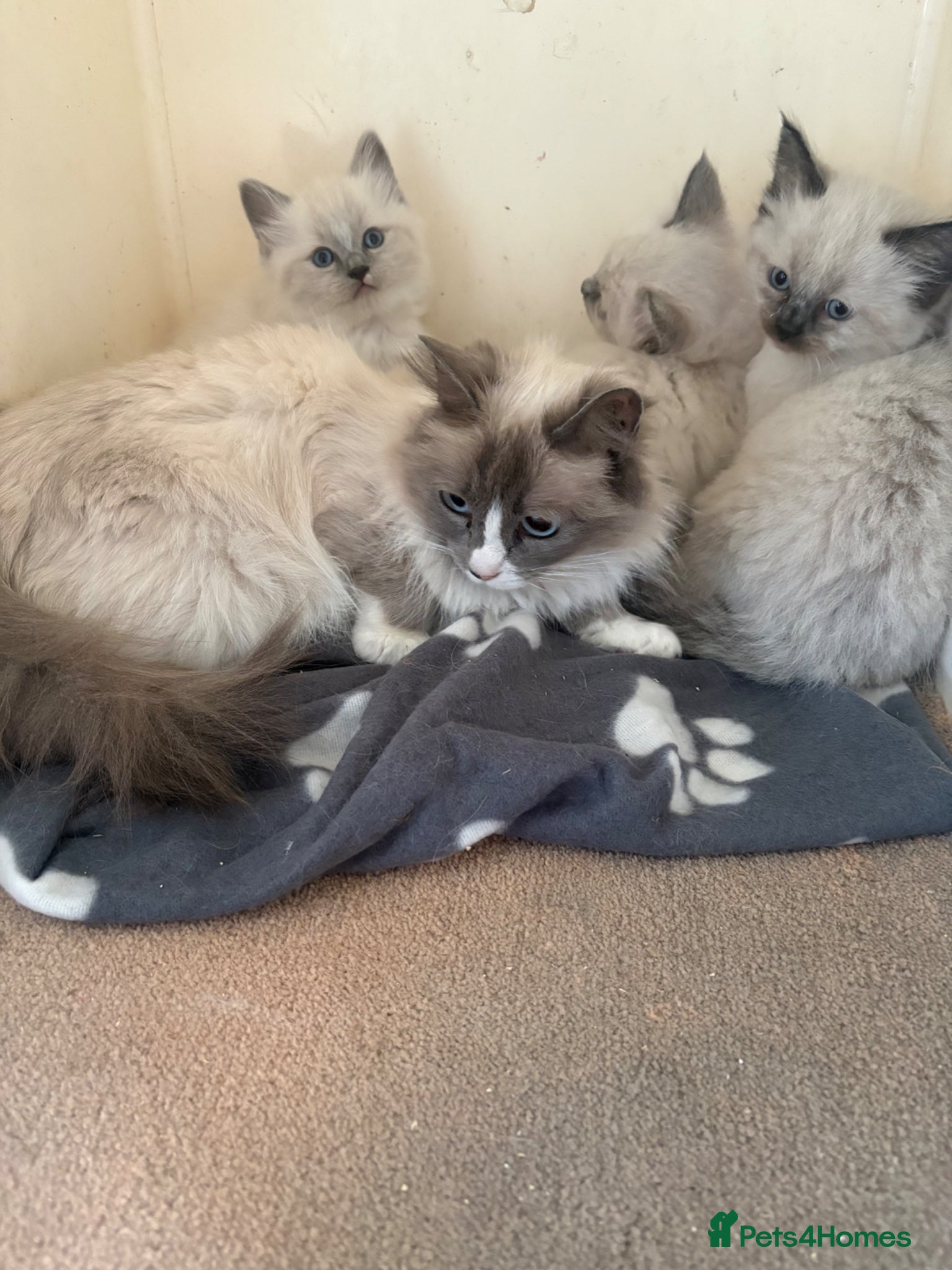 Ragdoll cats Ragdoll kittens - Advert 1