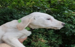 Labradoodle dogs for sale: Labradoodle / Fox Red Labrador X Puppies - Image 20