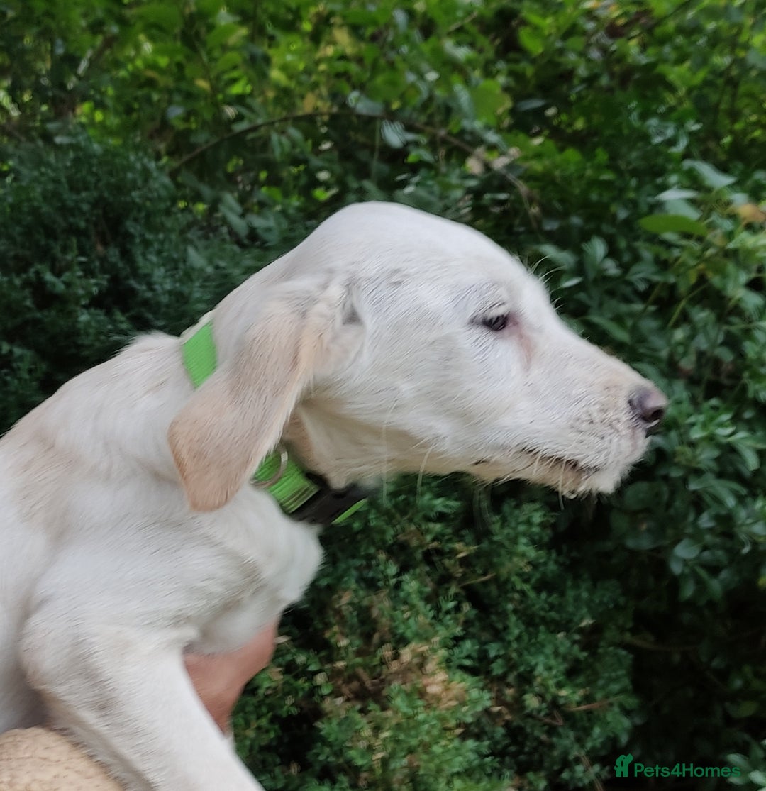 Labradoodle dogs for sale: Labradoodle / Fox Red Labrador X Puppies - Image 20
