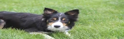 Border Collie dogs for sale: Gorgeous little of border collie puppies for sale  - Advert 9