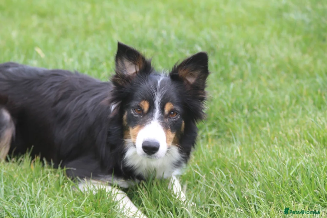 Border Collie dogs for sale: Gorgeous little of border collie puppies for sale  - Advert 9