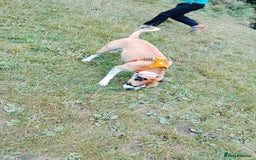 Mixed Breed dogs for sale: Staffy cross boxer female - Image 6
