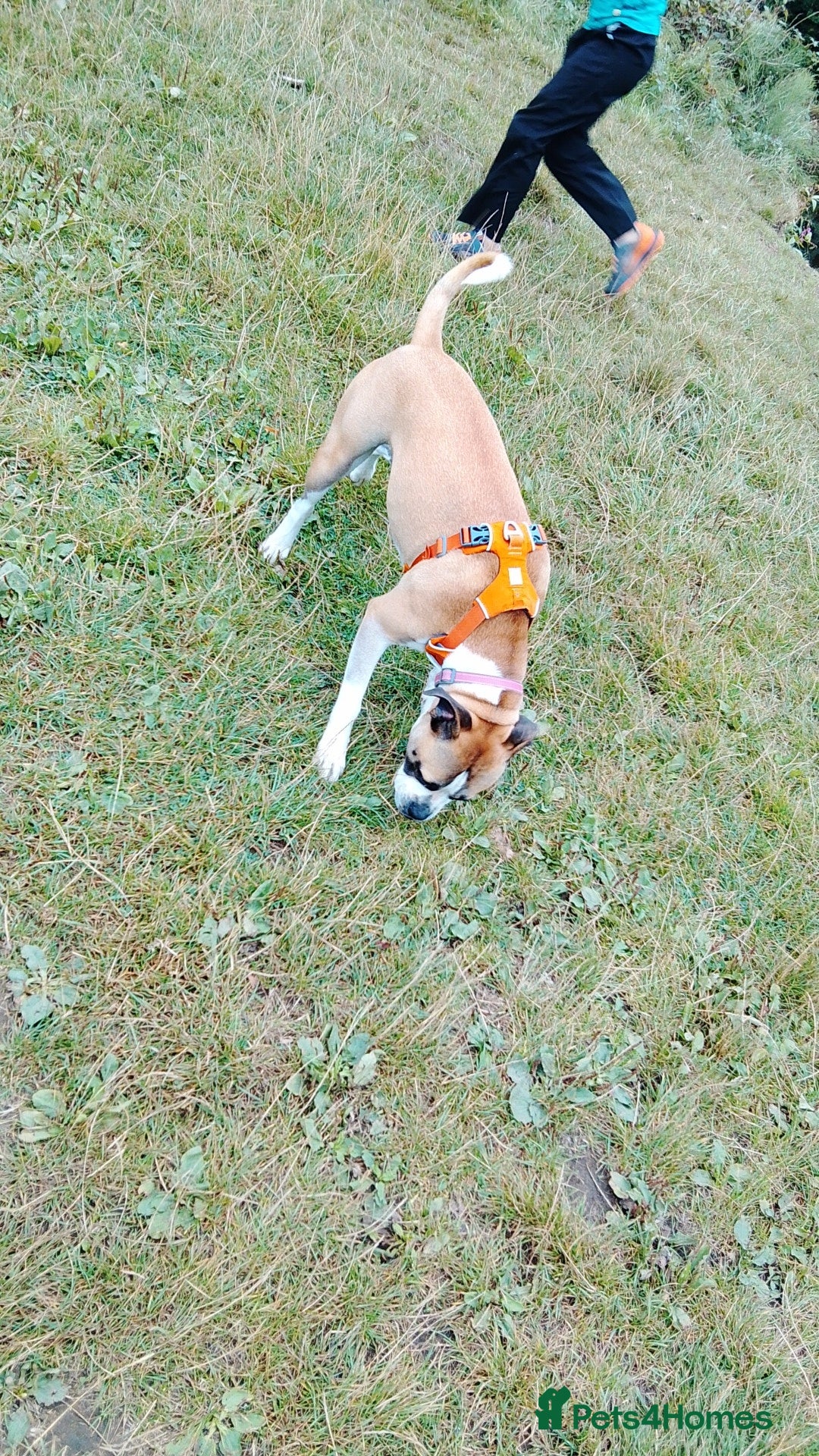 Mixed Breed dogs for sale: Staffy cross boxer female - Image 6