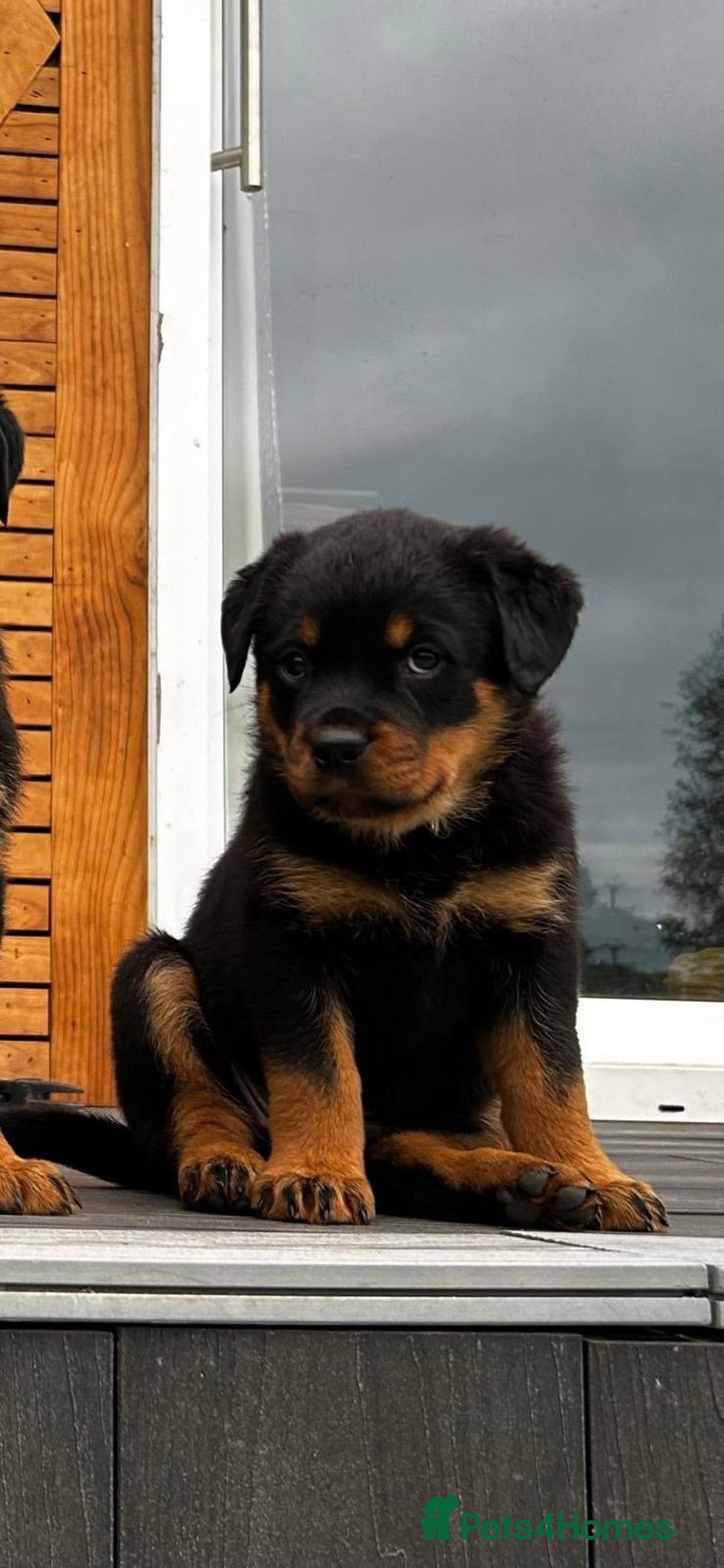 Rottweiler dogs for sale: 🖤 Outstanding Rottweiler Puppies 🐶🏡 - Image 2