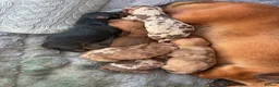 Miniature Dachshund dogs for sale: X6 beautiful miniature dachshunds for sale - Advert 11